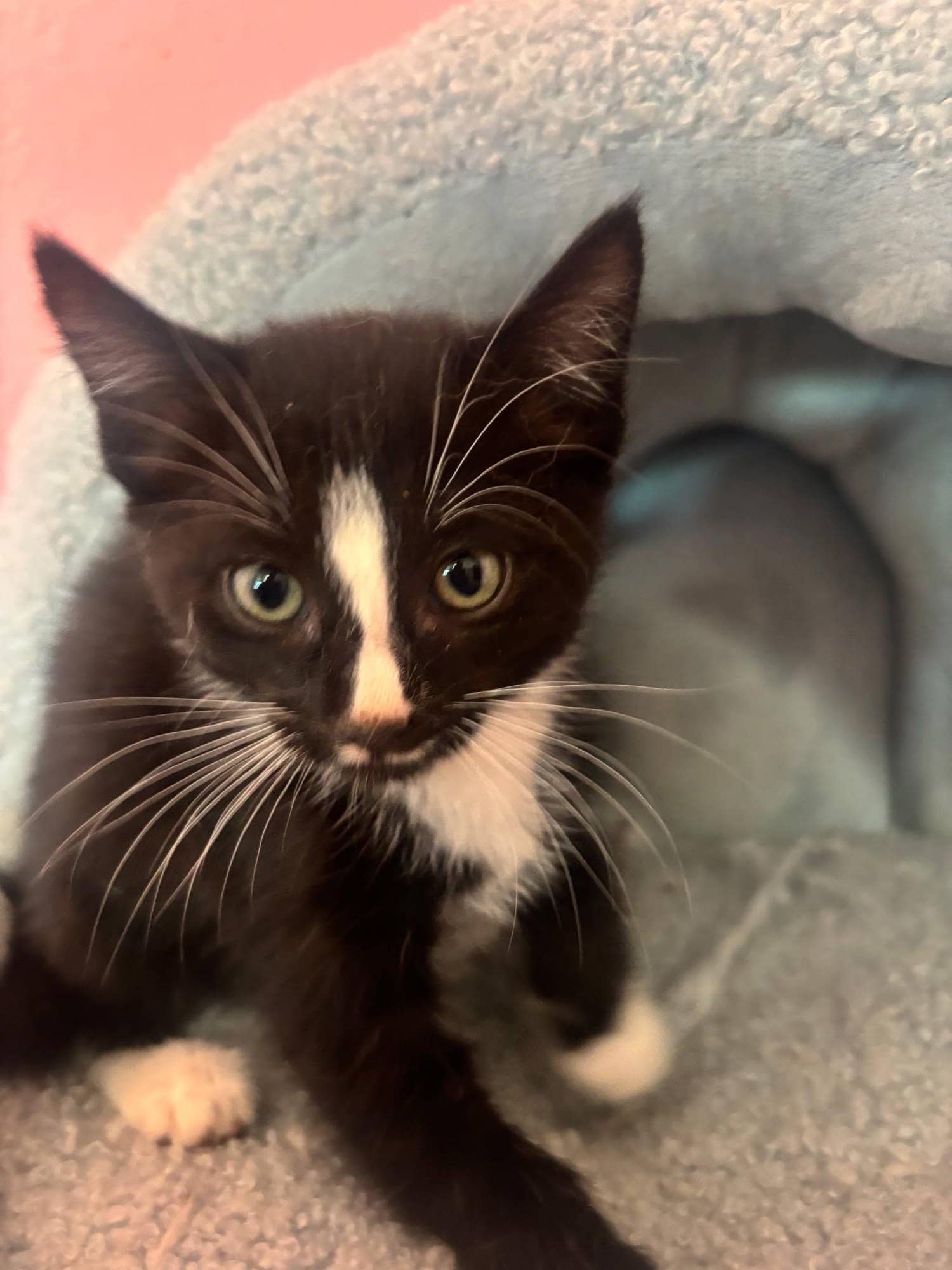 A black and white kitten gazing upward