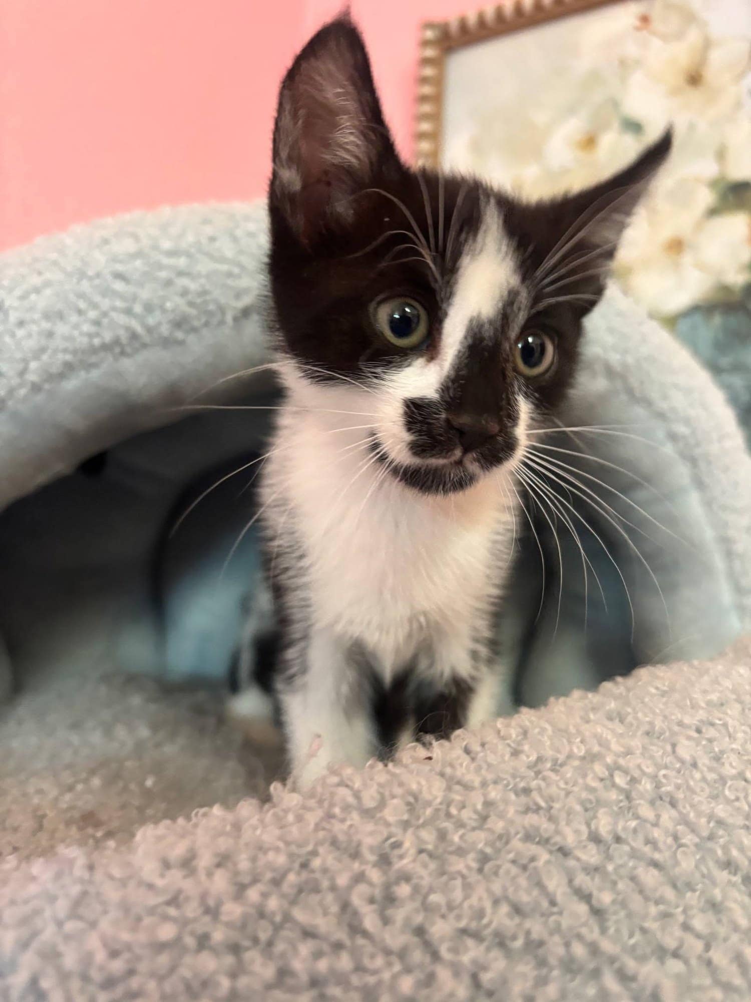 A tuxedo kitten with enormous ears sitting upright