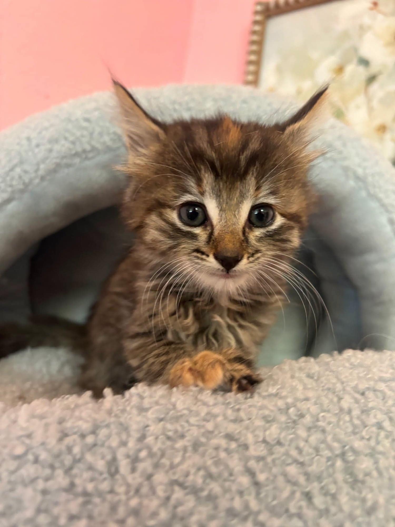 A hazel tabby kitten with wide watchful eyes