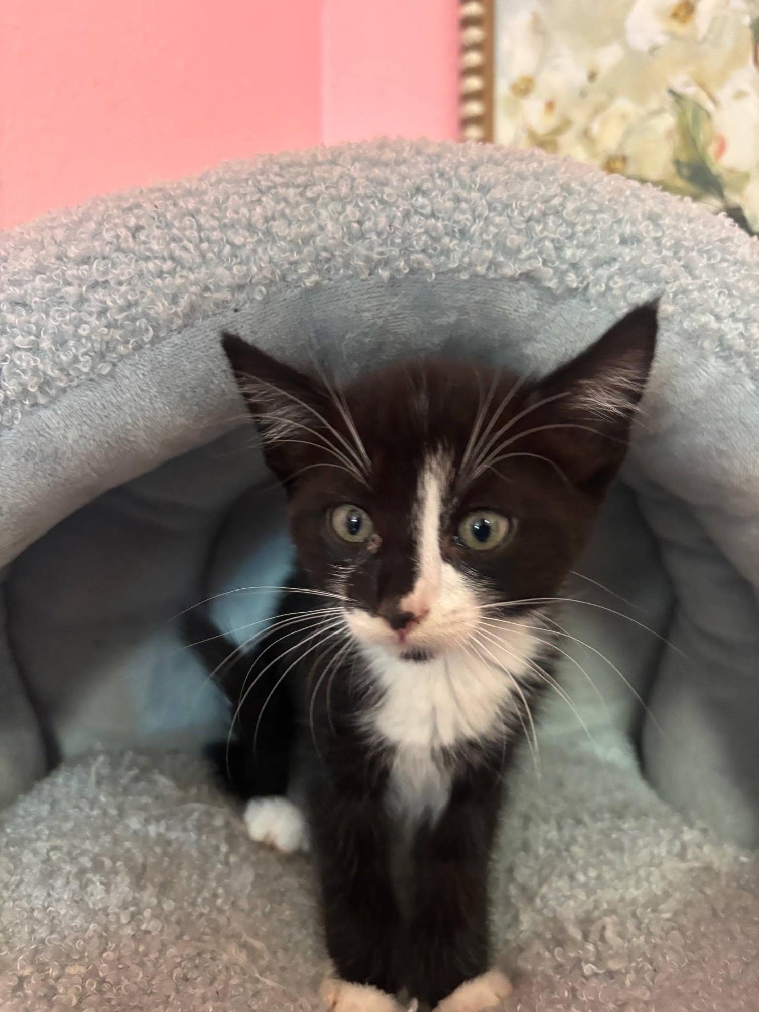 A black and white kitten with a bright white chest looking at the camera