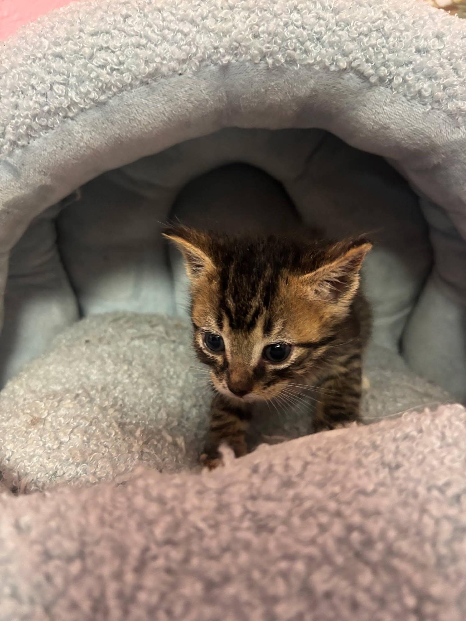 A brown tabby kitten peeking out from a soft cave bed