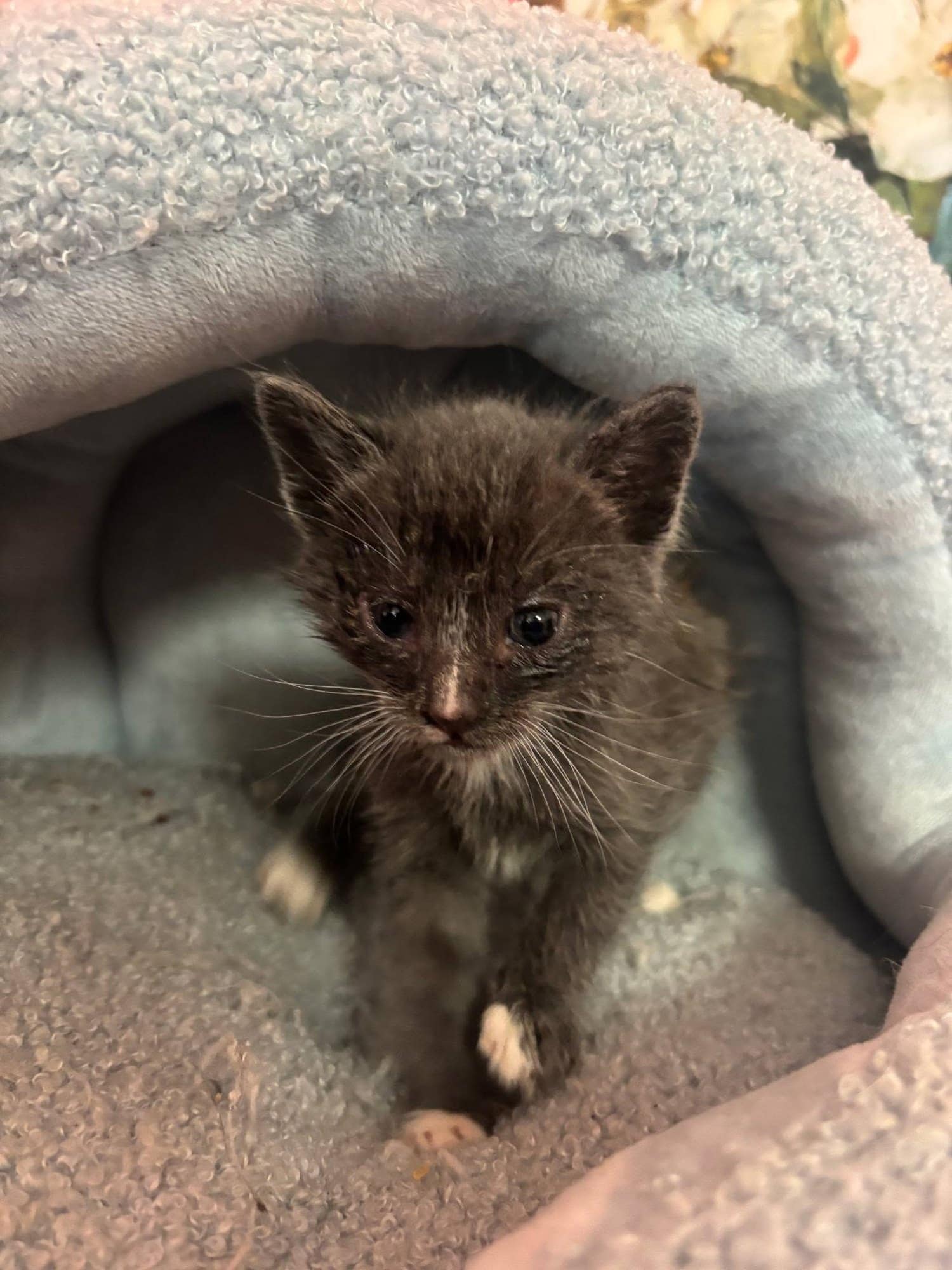 A small smoke-grey rescued kitten sitting in a soft cave bed