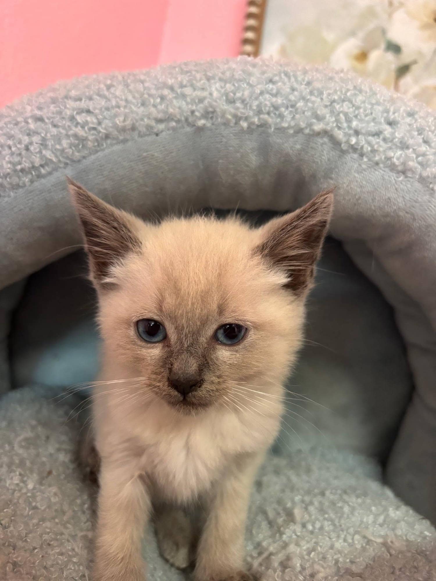 A pale cream kitten with blue eyes resting in a cave bed