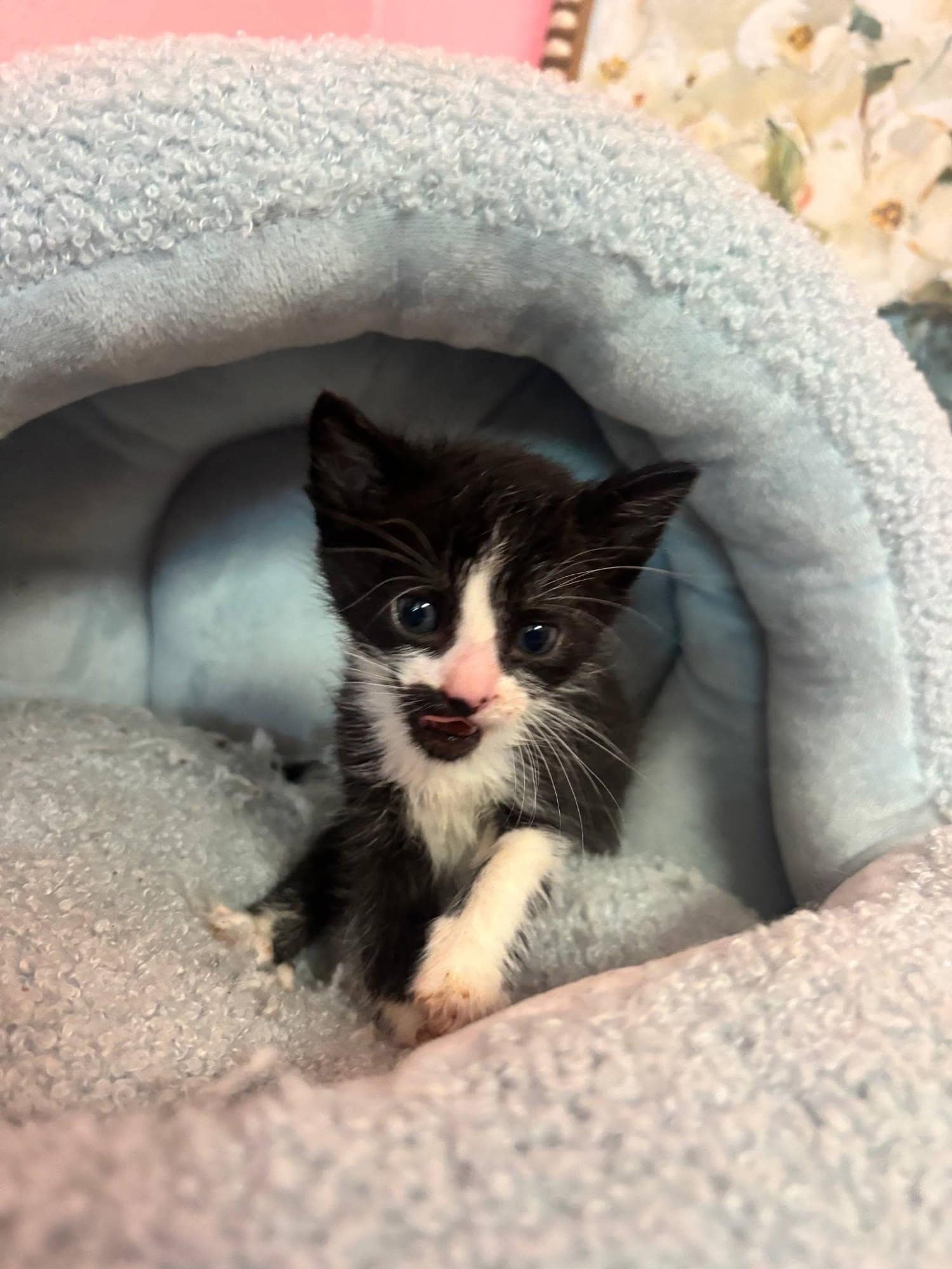 A tuxedo kitten mid-meow, one paw stretched forward