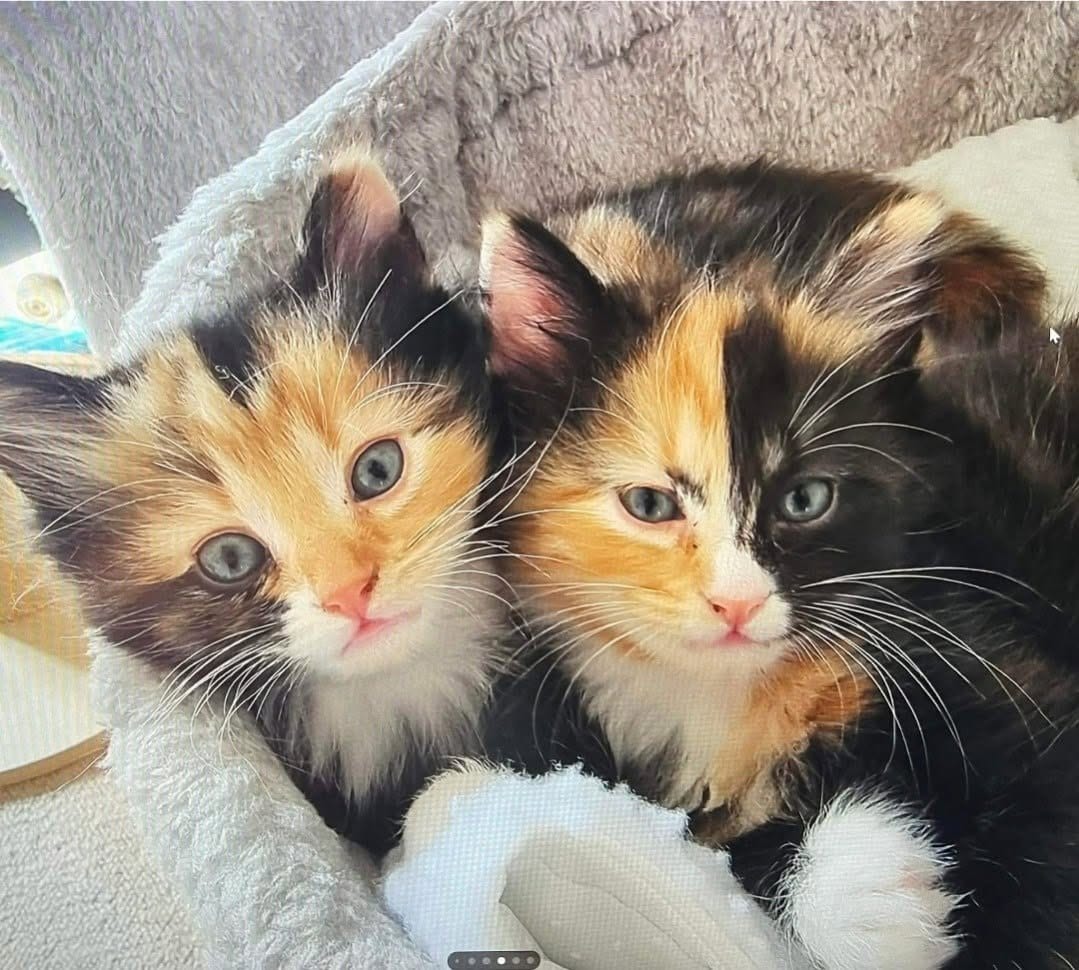 Two fluffy calico kittens nestled side by side in a soft bed