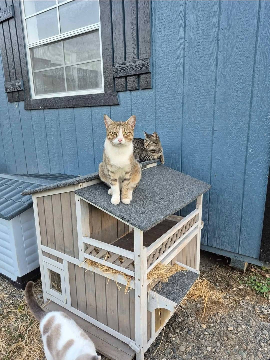 Two cats resting on the outdoor catio at the sanctuary