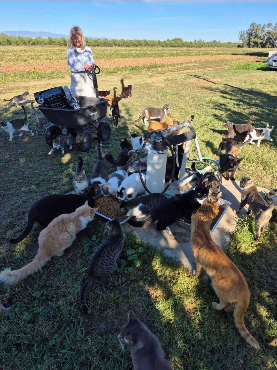 Founder Valerie Johnson surrounded by the sanctuary cats at feeding time