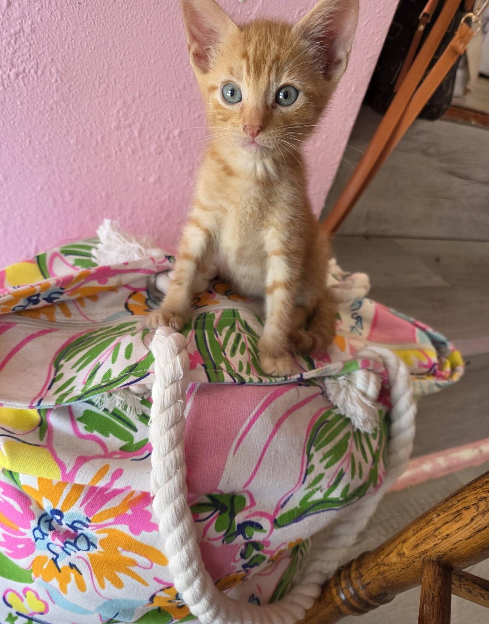 A ginger kitten standing tall in a floral basket