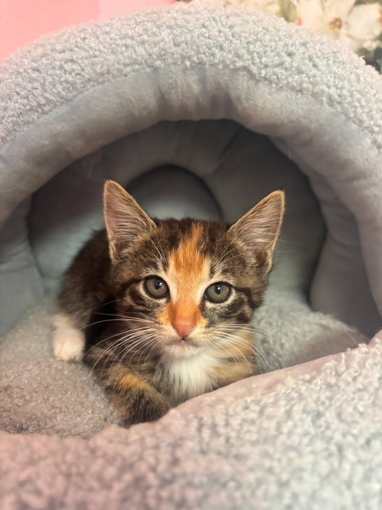 A calico kitten lounging comfortably in a plush bed