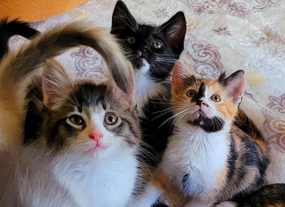 Three rescued kittens curled up together on a blanket