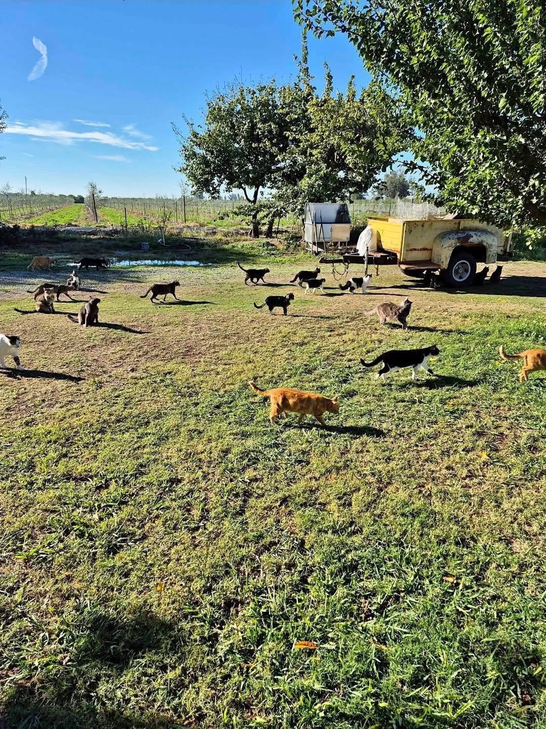 The open sanctuary grounds in Orland with cats roaming freely under the trees